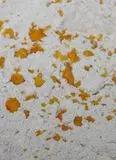 Immagine del passaggio 9608 della ricetta Mustacciuoli morbidi all'amarena.
