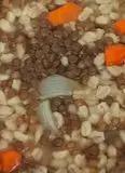 Immagine del passaggio 4 della ricetta Zuppa di orzo e lenticchie