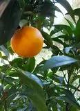 Immagine del passaggio 1 della ricetta Budino all'arancia