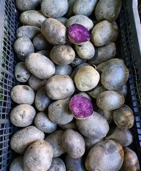 Immagine del passaggio 1 della ricetta Gnocchi di patate viola con cozze e gamberi